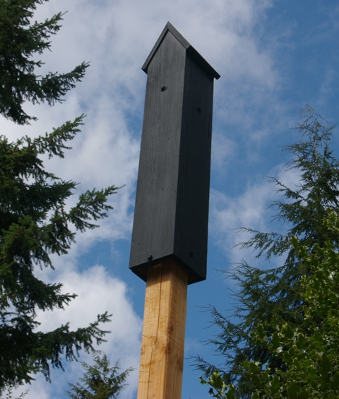 Attract Bats to your Garden with the Rocket box VERDURE