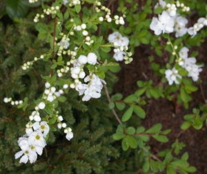exochorda blooms small